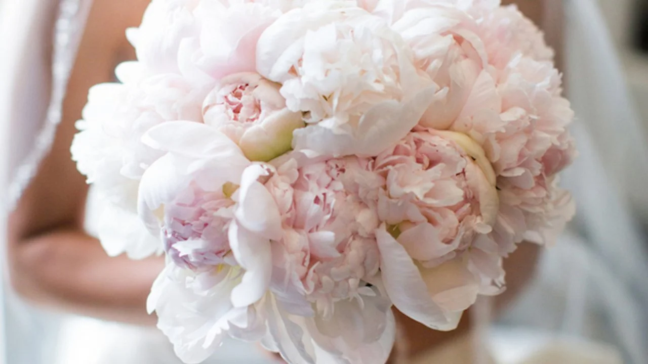 Peony Couture Collection